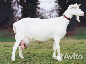 Зааненская дойная коза