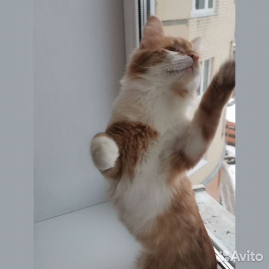 Стив. Котик 7 месяцев
