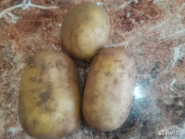 Продам картофель дачный