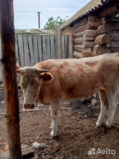 Телочка 1,7 месяцев