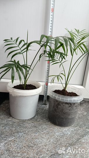 Пальма хамедорея