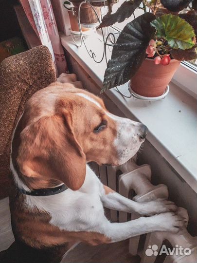 Квартирная передержка собак 