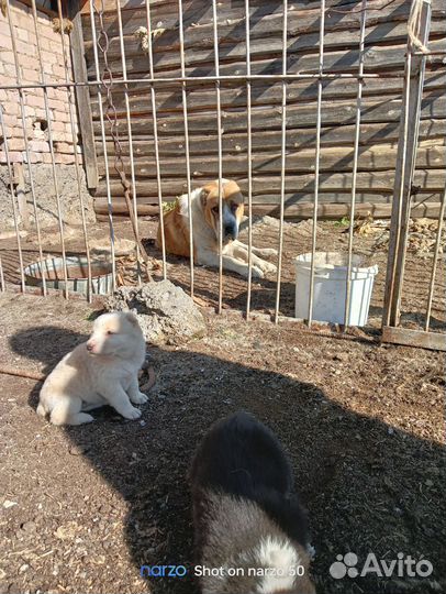 Продажа щенков алабая