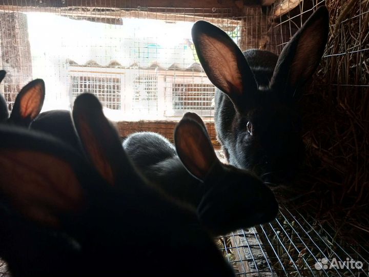 Кролики советское серебро