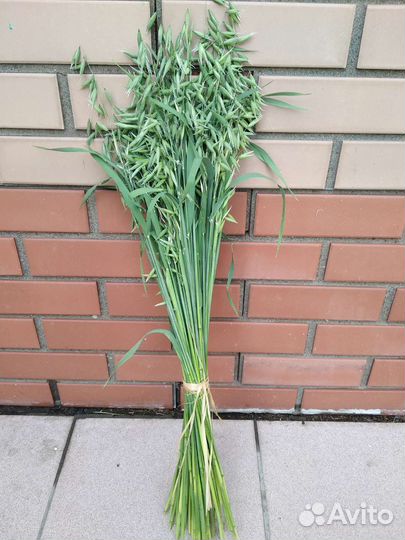 Букет из сухоцветов