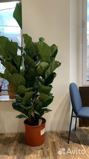 Фикус Лирата 1,6 м