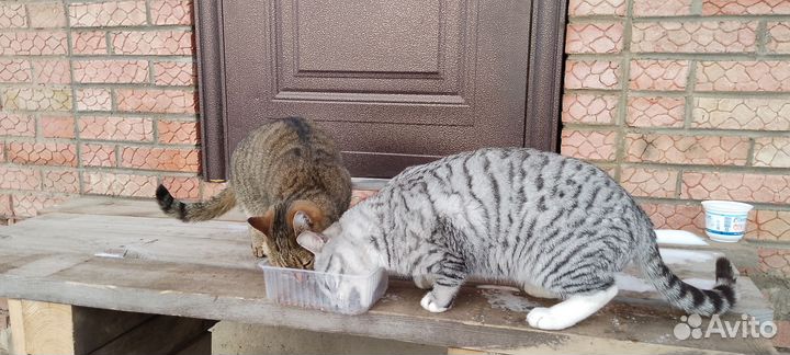 Отдам бесплатно в добрые руки