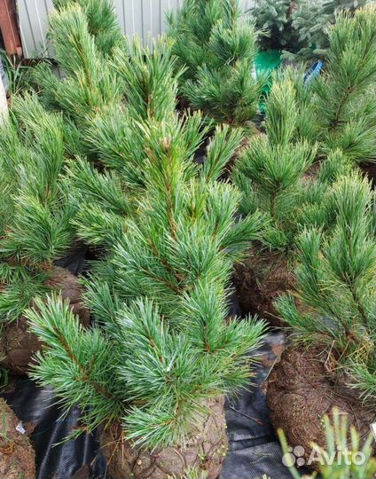 Туя западная Брабант Смарагд Холмструп Кедр Сосна