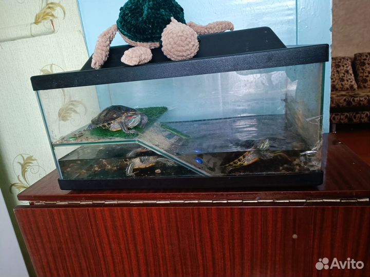 Красноухая черепаха с аквариумом