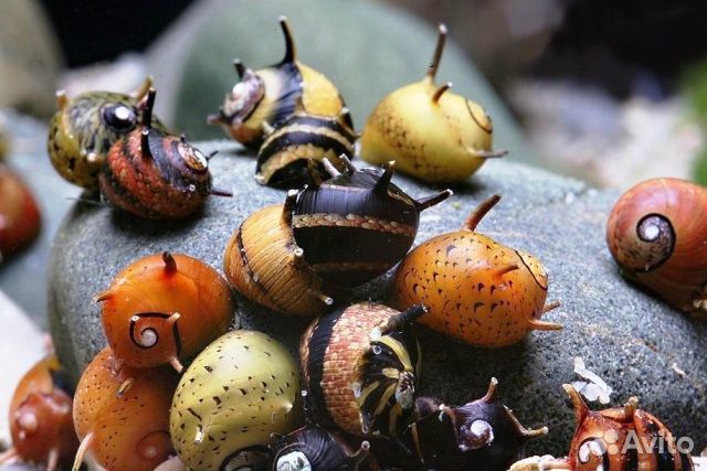 Аквариумные Улитки/Лягушки