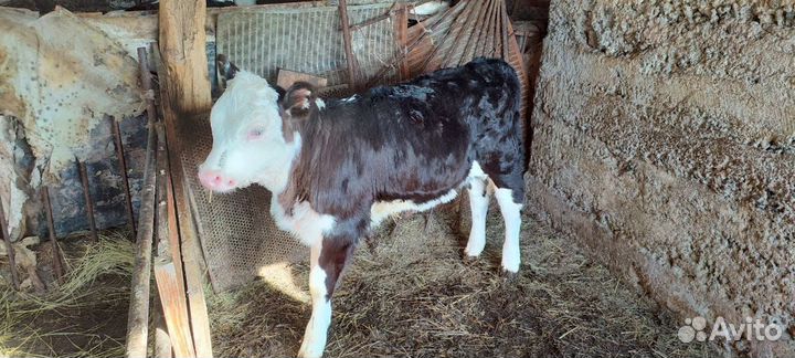 Телята бычки и телки