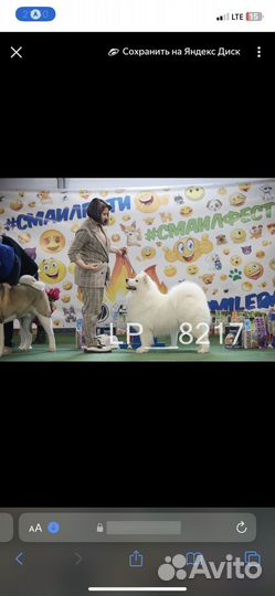 Самоедская лайка вязка кабель