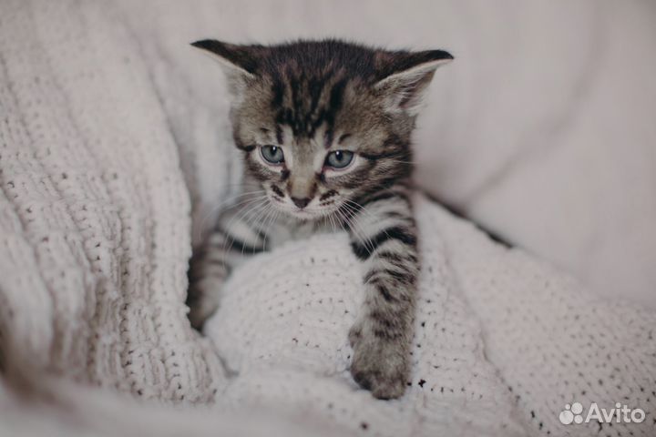 Котята в добрые руки бесплатно