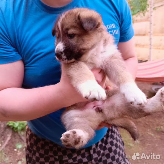 Собака в добрые руки отдам бесплатно