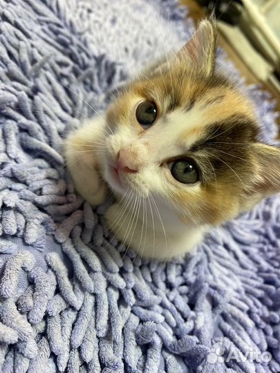 Сибирская кошка