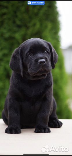 Щенки лабрадора