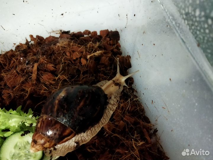 Отдам бесплатно улитка Ахатина