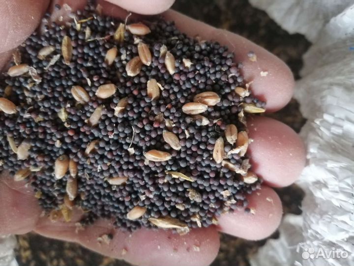 Рапс озимый