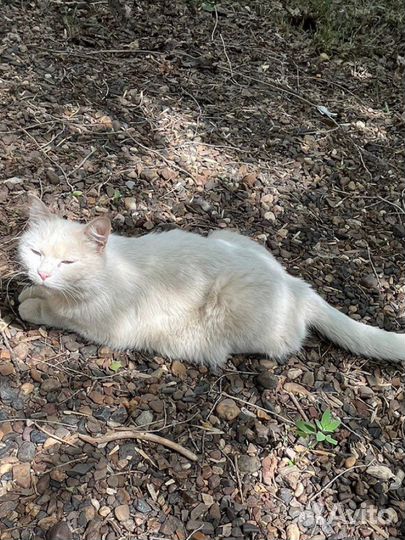 Кошка белоснежная красавица выживает на улице