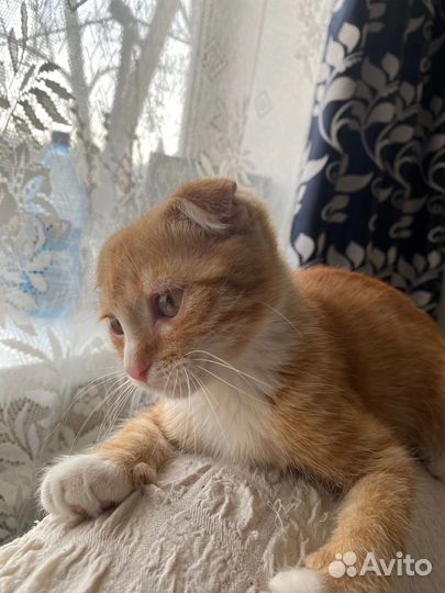 Котенок вислоухий