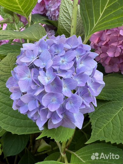 Гортензия крупнолистная