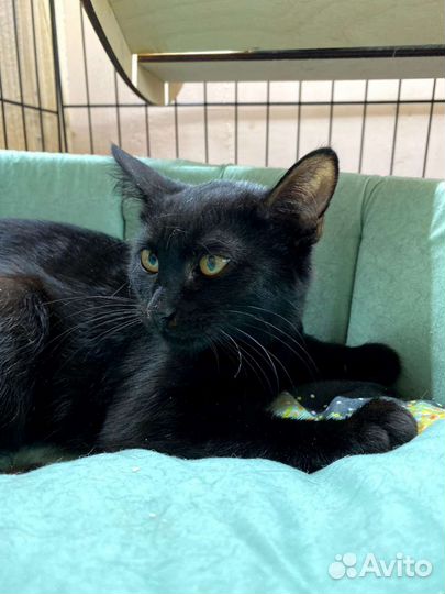 Котята в добрые руки бесплатно