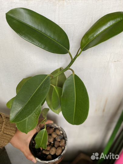 Фикус разные