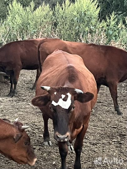 Телки оптом