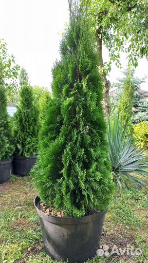 Туя смарагд