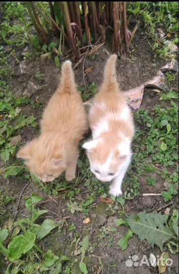 Отдам котят