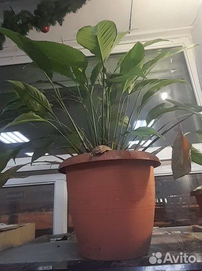 Спатифиллум