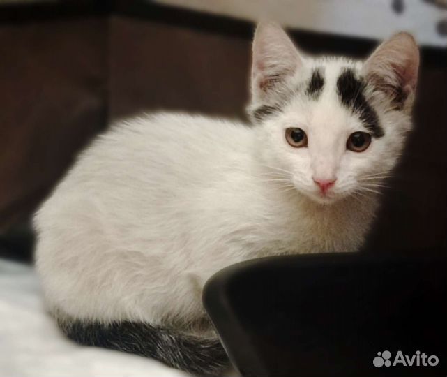 Котенок ищет дом