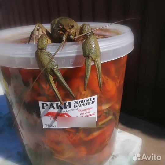 Раки живые и вареные