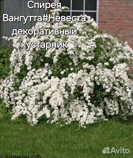 Саженцы церсис и цветушие кустарники