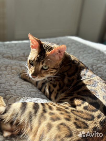 Бенгальский кот вязка