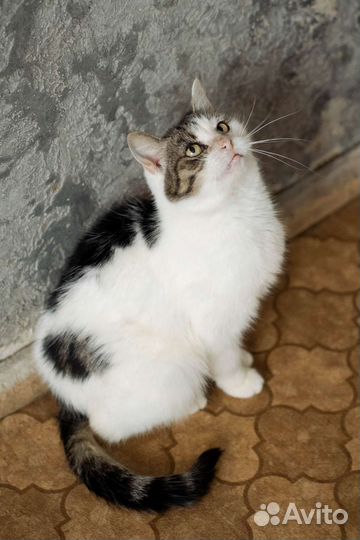 Кошка Милка