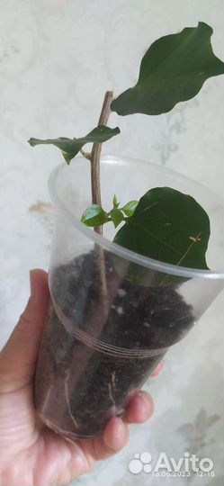 Фиалка,бугенвиллия