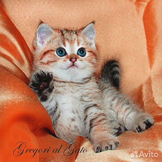 Британская шиншилла элитные клубные котята