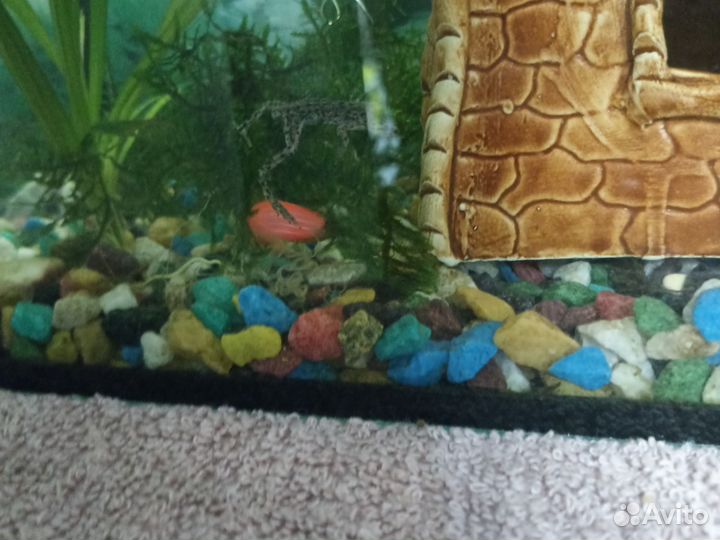 Аквариумные рыбки