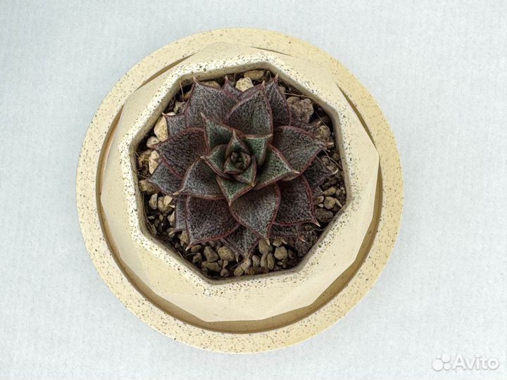 Echeveria Purpusorum 'Dionysos' суккулент