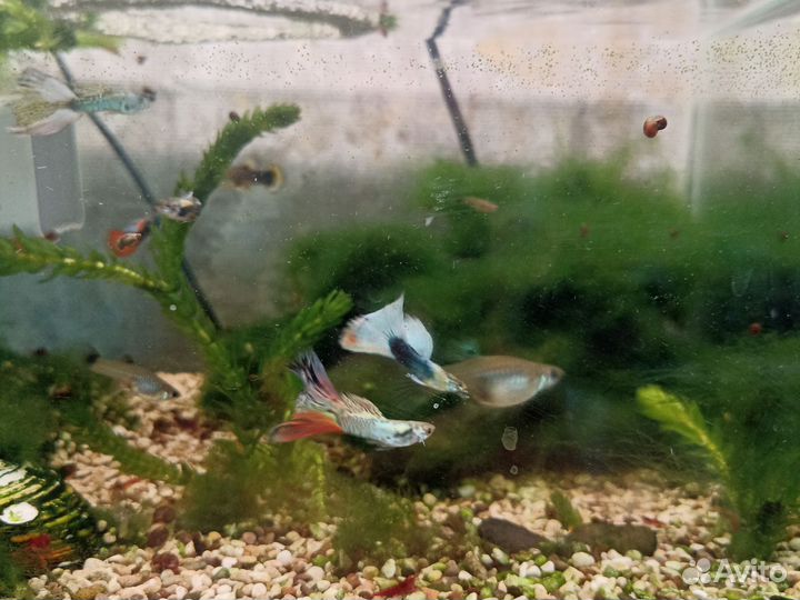 Аквариумные рыбки