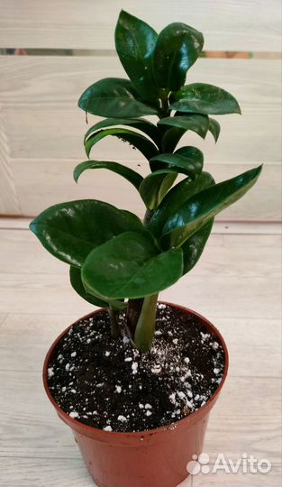 Замиокулькас зензи