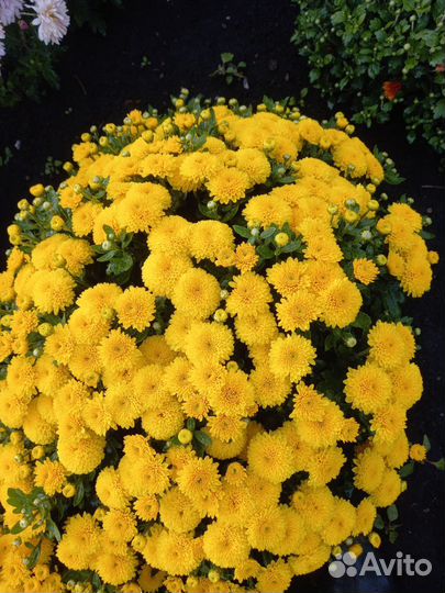 Хризантемы корейские и мультифлоры