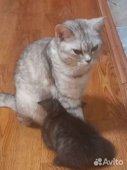 Британская кошка