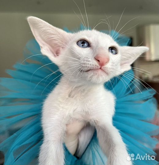 Ориентальные котята