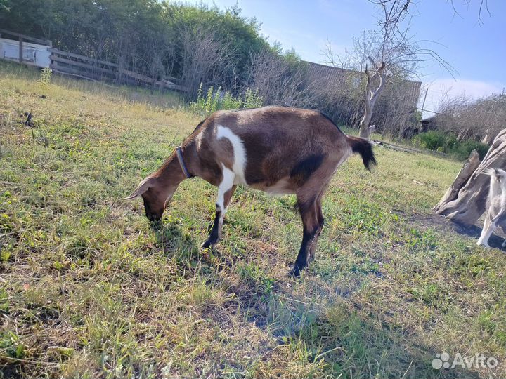 Альпийские козочки