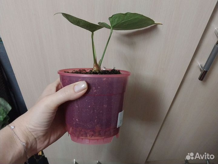 Антуриум сильвер блаш