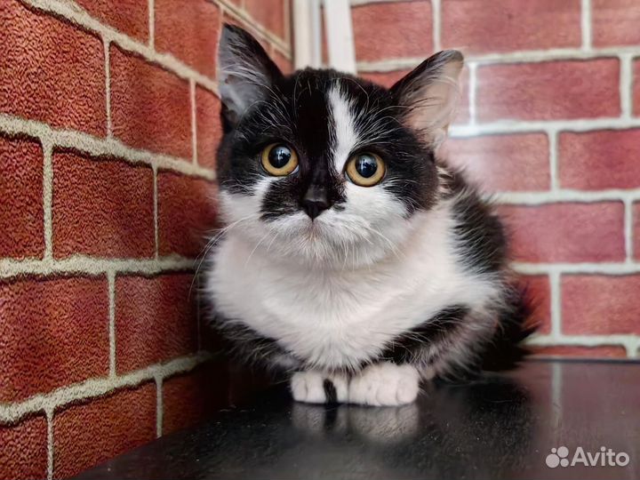 Котенок-девочка в добрые руки