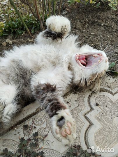 Кошки в добрые руки бесплатно