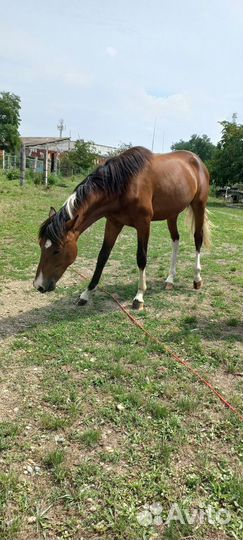 Лошадь жеребец